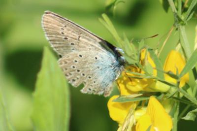 <i>Cyaniris semiargus</i>