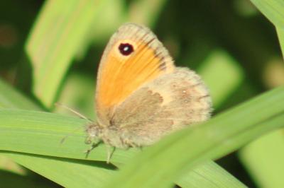 <i>Coenonympha pamphilus</i>