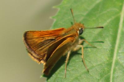 <i>Thymelicus acteon</i>