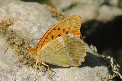 <i>Argynnis paphia</i>