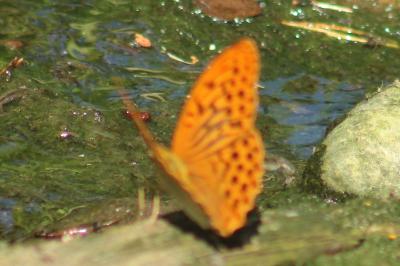 <i>Argynnis paphia</i>