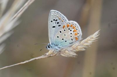 <i>Polyommatus thersites</i>