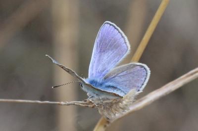 <i>Polyommatus thersites</i>