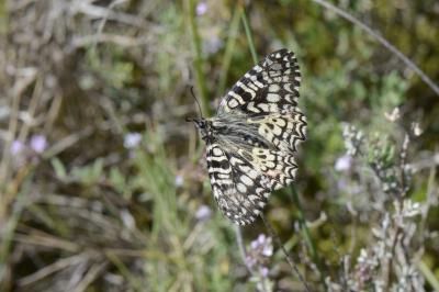 <i>Zerynthia rumina</i>