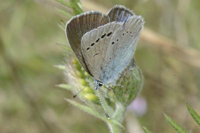 <i>Glaucopsyche alexis</i>