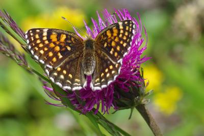 <i>Melitaea diamina</i>