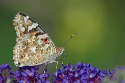 Vanessa cardui