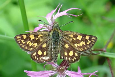 Carterocephalus palaemon