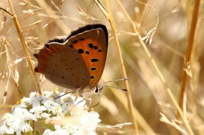 Lycaena phlaeas