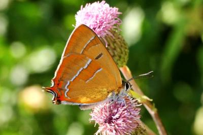 Thecla betulae