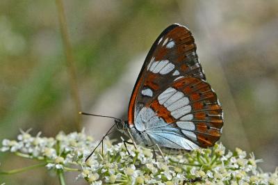 Limenitis reducta