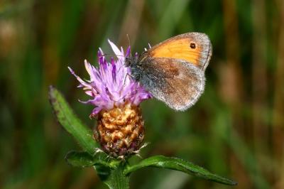 Coenonympha pamphilus
