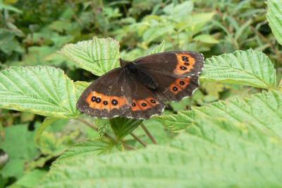 Erebia ligea