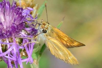 Thymelicus acteon