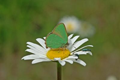 Callophrys rubi