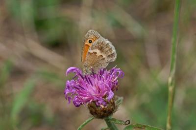 Coenonympha pamphilus