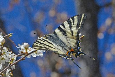 Iphiclides podalirius