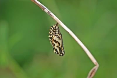 Melitaea didyma