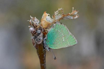 Callophrys rubi