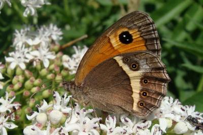 Pyronia bathseba