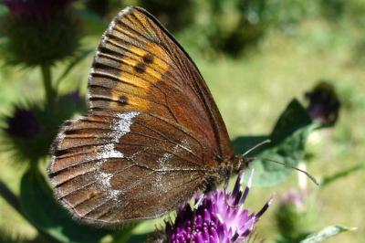 Erebia euryale