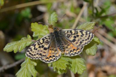 Melitaea didyma