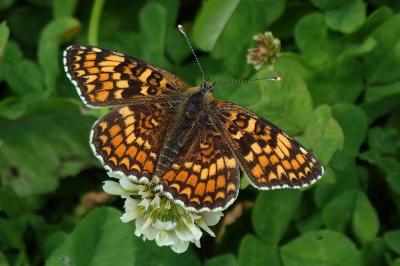 Melitaea phoebe