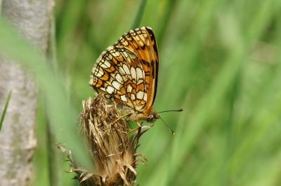 Melitaea athalia