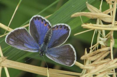 Plebejus argyrognomon