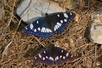 Limenitis reducta