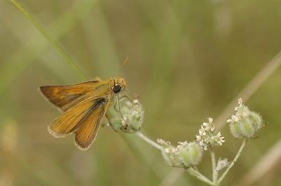 Thymelicus acteon