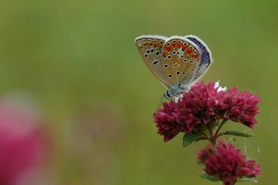 Polyommatus thersites