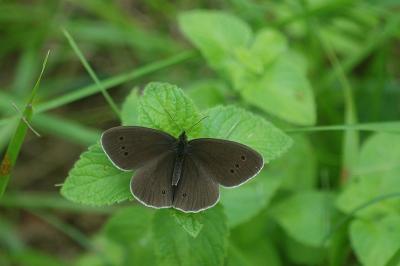 Aphantopus hyperantus