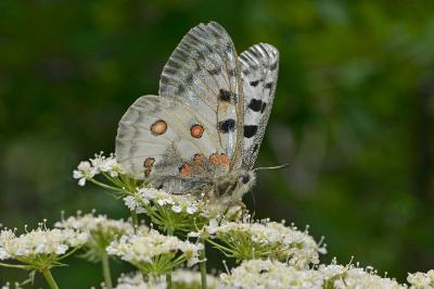 Parnassius apollo