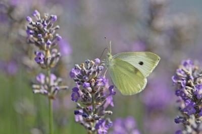 Pieris rapae