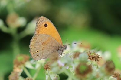 Maniola jurtina