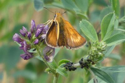Thymelicus acteon