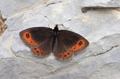 Erebia meolans