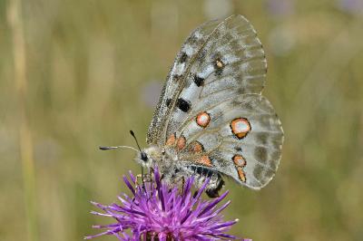 Parnassius apollo