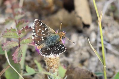 Spialia sertorius