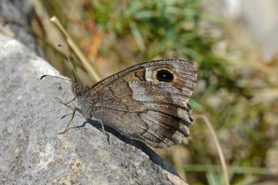 Hipparchia statilinus