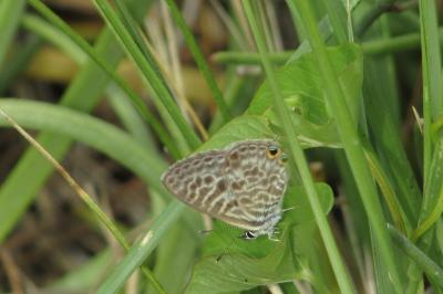 Leptotes pirithous