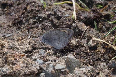 Erebia