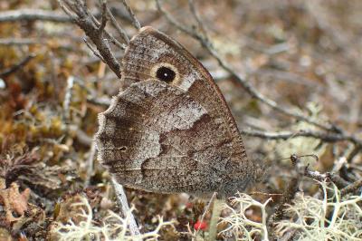 Hipparchia statilinus
