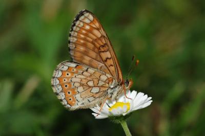 Euphydryas aurinia