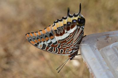 Charaxes jasius