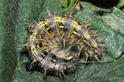 Vanessa cardui