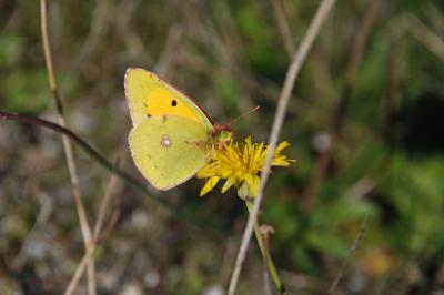 Colias crocea