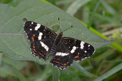 Araschnia levana