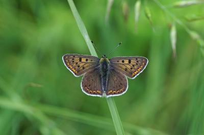 Lycaena tityrus